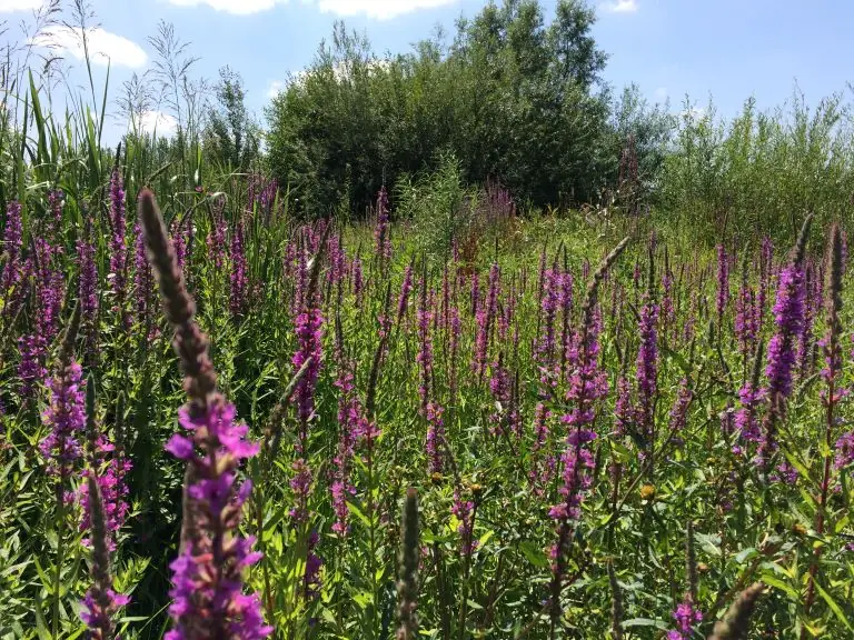 Bloemrijke oever met kattenstaart