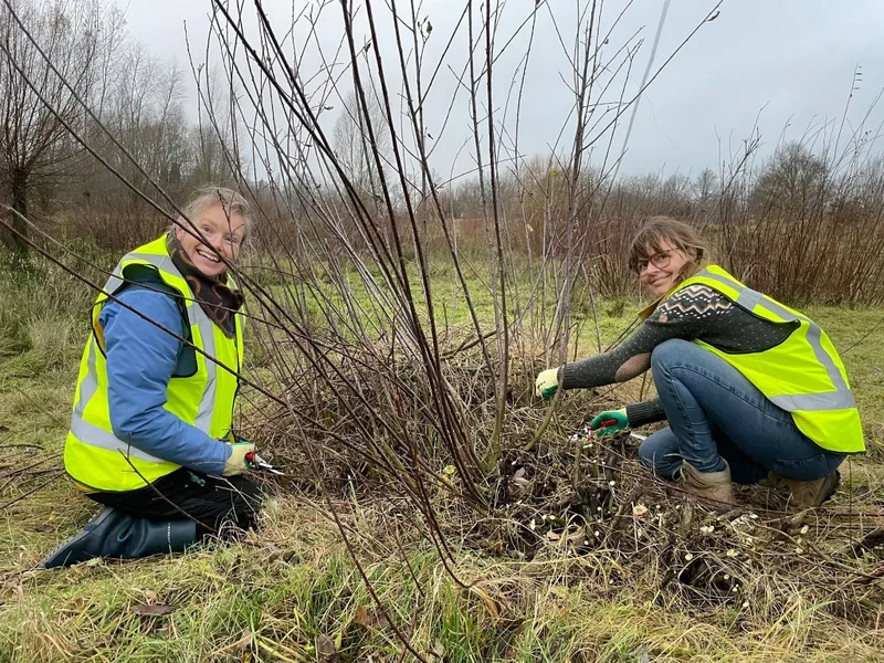 Vrijwilligers snoeien wilgen langs de Berkel