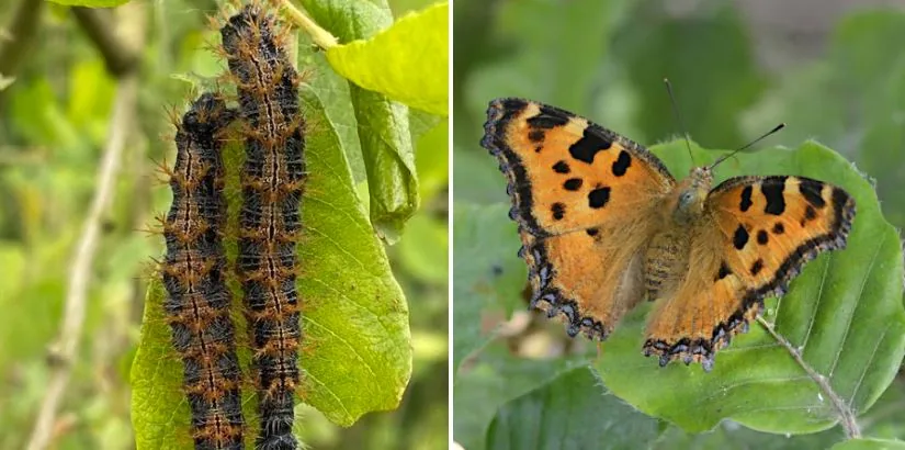 Rups en vlinder van de grote vos