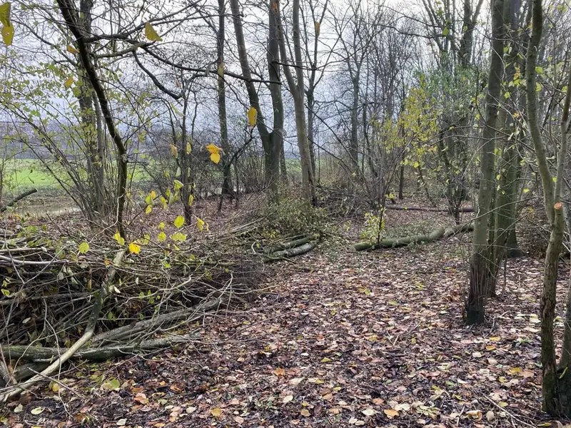 Takkenrillen na het kappen in het bos